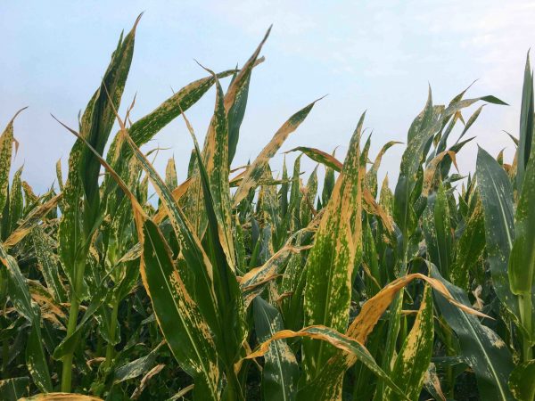Corn-leaf-blight-of-maize-1-1